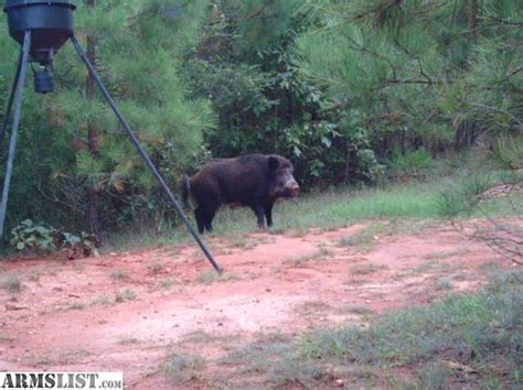 affordable sc hog hunts